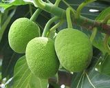 Hình bước làm 5 của món Trái Sake chiên bột