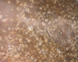 A picture of step 2 of Macaroni & beans jallof.