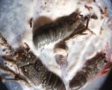 Foto langkah ke 1 dari resep Lobster Asam Manis Pedas.