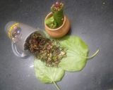 પાન મુખવાસ (Paan Mukhwas Recipe In Gujarati) રેસીપી સ્ટેપ6ફોટો