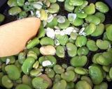 A picture of step 6 of Fava Bean Paste with Rosemary and Garlic.