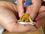 Kabocha Squash Shumai