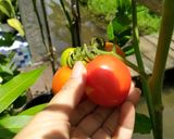 Foto langkah ke 1 dari resep Sambal Terong Tongkol Suwir.