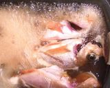A picture of step 2 of Japanese Stewed Rockfish (Mebaru no Nitsuke).