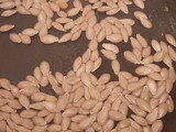 Semillas de calabaza