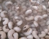Foto langkah ke 1 dari resep Kacang Mede Goreng.