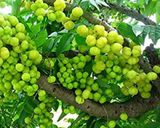 આમળા નો મુરબ્બો (Aamla Murabba recipe in Gujarati) રેસીપી સ્ટેપ1ફોટો