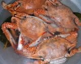 Foto langkah ke 1 dari resep Kepiting Telur Saus Tiram.