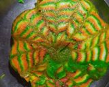 तिरंगा ढोकला (Tiranga Dhokla recipe in hindi) रेसिपी चरण 6 फोटो