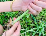 Hình bước làm 3 của món Vào bếp cùng con: thịt lợn gác bếp cuốn rau mọc ven đường Sải Duần, tươi xanh mơn mởn!