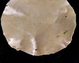 મસાલા પાપડ (Masala papad Recipe in Gujarati) રેસીપી સ્ટેપ2ફોટો