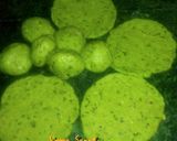 A picture of step 7 of Hara mater ke puri.