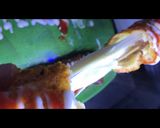 Foto langkah ke 6 dari resep Corndog simple.