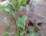 Foto del paso 2 de la receta: Cerdo a la cacerola !!