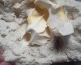 Foto del paso 4 de la receta: Bollos rellenos de chori queso