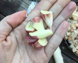 A picture of step 4 of Aragonese Migas 🌲🍇⛰.