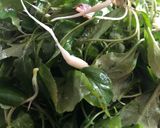 Foto del passaggio 3 della ricetta Raponzoli con salsa