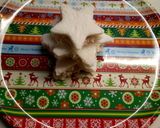 Foto del passaggio 24 della ricetta Albero a Stella di tramezzini 🎄⭐