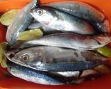 Foto langkah ke 1 dari resep Ikan dencis kuah pedas.