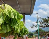 Hình bước làm 1 của món Dưa cải