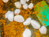 Bumbu Bakaran