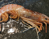 Foto del paso 3 de la receta: Conejo con Gambas