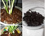 عکس مرحله 4 از دستور تفاله چای🍵