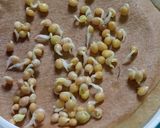 Foto del paso 2 de la receta: Brotes de mostaza: un jardín en mi cocina