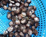 Hình bước làm 1 của món Sò lông xào cải ngọt