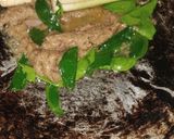 Foto langkah ke 2 dari resep Soto Daging Madura.