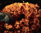 Foto del paso 4 de la receta: Falso arroz a la mexicana