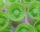Foto langkah ke 1 dari resep Putu Ayu Pandan Lembut.