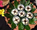 ছানা নারকেল চকোলেট টপিং সন্দেশ(chana coconut chokolate sandesh recipe in Bengali) রেসিপি ধাপ - 10 ছবি
