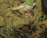 Foto langkah ke 2 dari resep Ayam ingkung.