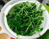 A picture of step 2 of Pea Sprout (Pea shoot) Soup .