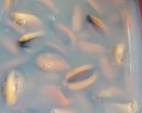 Foto del paso 1 de la receta: Sopa de verduras y mejillones