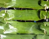 Foto langkah ke 6 dari resep Pepes Ikan Pedho Daun Singkong.