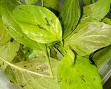 Hình bước làm 1 của món Canh Chua Cá Rô Bông Súng