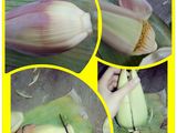 Tumis Jantung Pisang klutuk