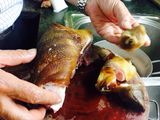 Thịt lợn nấu giả cầy