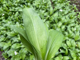 Wild Garlic Scones (GF, VG)