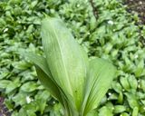 A picture of step 8 of Wild Garlic Scones (GF, VG).