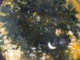 Arroz negro