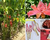 A picture of step 6 of ANCHOVY SAMBAL GINGER FLOWER (Gerang Sambal Bongkot).