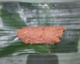 Foto langkah ke 3 dari resep Galantin Daging Sapi.