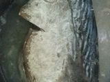 PEPES TUNA
