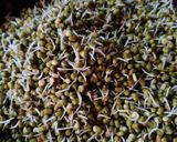 मुगाची उसळ (Mugachi Usal Recipe In Marathi) रेसिपी स्टेप 1 फोटो 