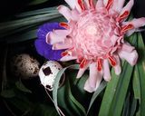 Gambar langkah 1 resipi Telur puyuh pindang bunga telang #iladila.