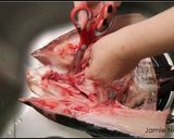 【姥姥的拿手菜】正宗砂鍋魚頭的食譜步驟1照片