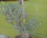Foto del paso 1 de la receta: Té relajante de Lavanda